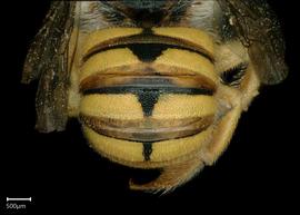   Pseudoanthidiumnbsp;byinskiinbsp; female abdomen, photo: Chelsey Ritner 
